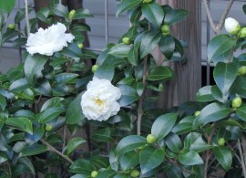 white doves6